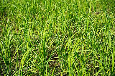 《女神异闻录3、4》XSX版为原生制作 非向下兼容